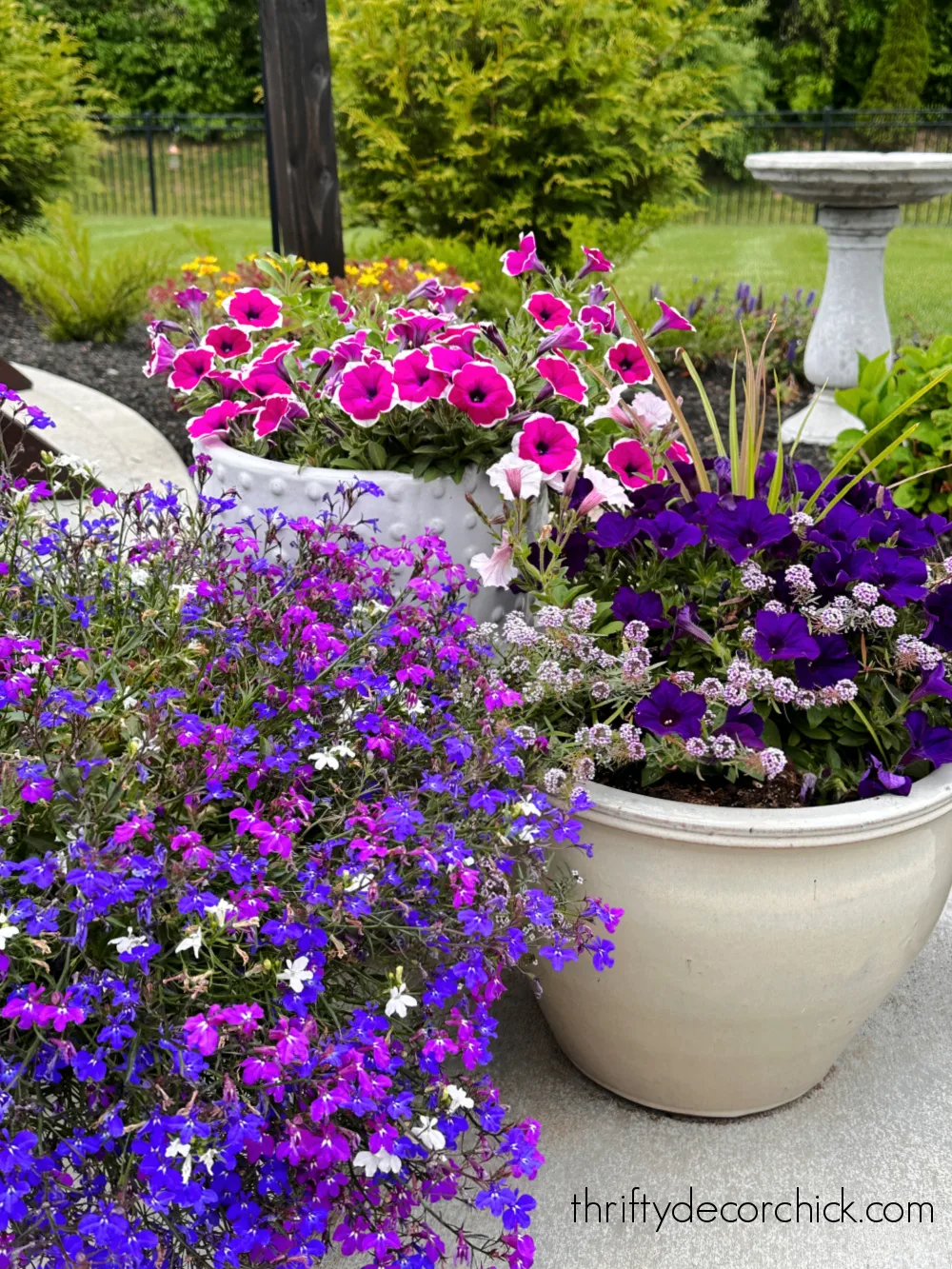 purple pink petunias in pots